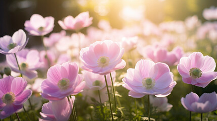 delicate pink anemone flowers closeup outdoors at golden hour