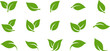 Green leaf icons set. Leaves icon on transparent background. Collection green leaf. Elements design for natural, eco, vegan, bio labels.