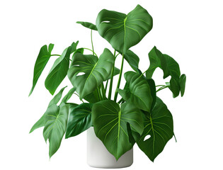 Wall Mural - Monstera Deliciosa plant in white pot. potted indoor 
 plant for the interior. Isolated on white transparent background, png