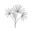 © chekiwart - Saw Palmetto or Serenoa repens hand drawn medicinal tree. Black and white botanical vector illustration