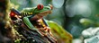 Red eyed frog Agalychnis callidryas sitting on a tree log close up Zoo laboratory terrarium zoology herpetology science education Wildlife of Neotropical rainforests. Creative Banner. Copyspace image