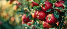 Red Apples Hanging On The Tree And Ready For Picking. Creative Banner. Copyspace Image
