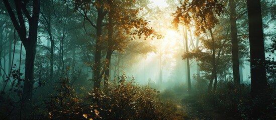 Wall Mural - the most beautiful forest with mystical and mysterious views and atmospheric sunrises in the early m