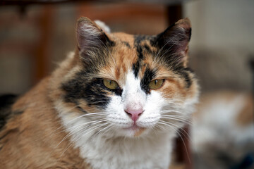 portrait of an adult spotted cat on mole island