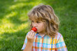 © Volodymyr - Summer cute kid face. Kid picking and eating ripe strawberry. Happy child holding fresh fruits berry strawberry. Healthy organic berry strawberries fruit, summer season.