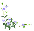 Delicate blue periwinkle flowers in a floral corner arrangement  isolated on transparent background.
