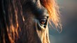 Detail of a horse's eye and mane at sunset