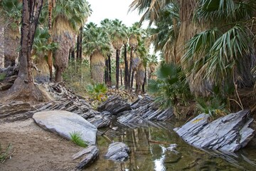 Wall Mural - Although palm trees evoke thoughts of tropical islands and warm beaches, the California Fan Palm is actually native to streams in the harsh Sonoran Desert like these in the Colorado Desert to the east