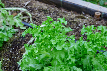 Wall Mural - Fresh organic green oak lettuce growing on a natural farm