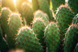 © Isabel - cactus stock photo --ar 3:2 --v 5.2 Job ID: 8a637b38-7709-455c-8b27-33e319d6db70