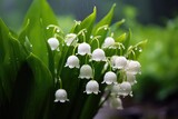Fototapeta  - Beautiful white flowers lilly of the valley in rainy garden. Convallaria majalis woodland flowering plant.