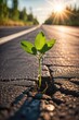 © Nikolay - A green sprout on the road. A green sprout grows from a crack in the asphalt on the roadway.