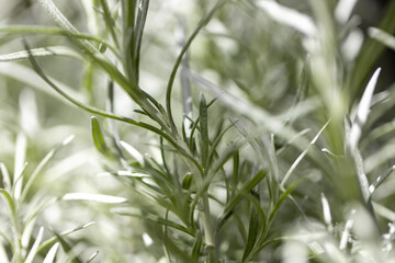 Wall Mural - Fresh Rosemary Herb grow outdoor. Rosemary leaves Close-up.