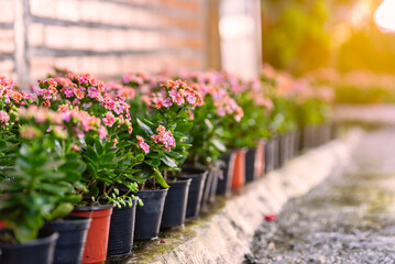 Pink flowers blooming at home flower garden near house wall. Home decoration and landscaped garden concept.