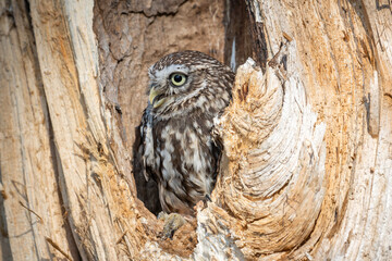 Poster - Little owl in a tree 