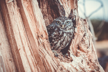 Poster - Little owl in a tree 