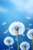 Fototapeta Dmuchawce - Beautiful white dandelion on blue background
