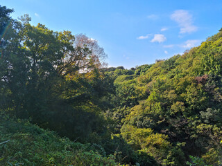 
This is a subtropical forest on Jeju Island.