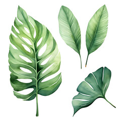  Set of watercolor tropical leaves isolated 
