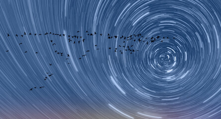 Poster - Flock of migration birds flying in V formation against sunset sky - Star trails rotation of bright stars at night around the Polar Star