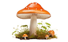 Mushrooms In Their Natural Habitat On White Or PNG Transparent Background