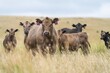 © William - beef cattle grazing on pasture. Grass fed murray grey, angus and specked park in south west Victoria, australia