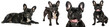 Black French bulldog collection (lying, standing, portrait, sitting), isolated on a white background, dog bundle