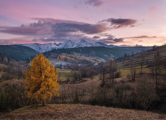 Wall Mural - Beautiful autumn rural landscape. Orange and yellow European larch tree on the hills in the Slovak Tatra Mountains. Photo taken in Osturna, Slovakia. 