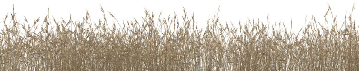 Naklejka na meble Dry grass field in nature, meadow in summer, Tropical forest isolated on transparent background - PNG file, 3D rendering illustration for create and design or et