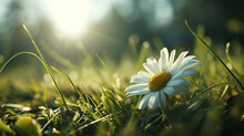 A White Daisy With A Yellow Center, Blooming Amidst Green Grass, Illuminated By The Soft Glow Of Sunlight Filtering Through The Trees In The Background.