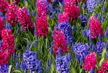 Poster - purple and blue hyacinths blooming in a garden