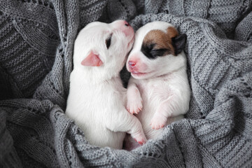 Sticker - Newborn Puppy is lying on white blanket