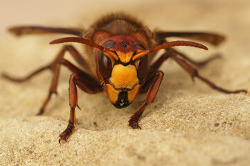 Wall Mural - Frontal closeup on a colorful yellow and red European hornet , Vespa crabro