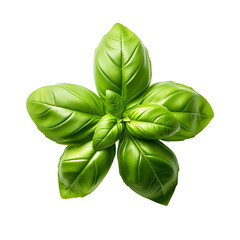 Wall Mural - basil isolated on transparent background Remove png, Clipping Path, pen tool