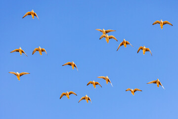 Wall Mural - Burchell's sandgrouse (Gevlekte sandpatrys) (Pterocles burchelli) in flight at Kij Kij in the Kgalagadi Transfrontier Park in the Kalahari