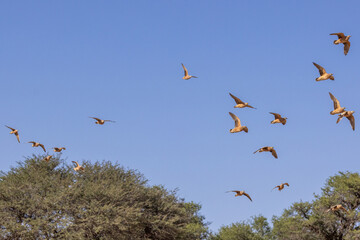 Wall Mural - Burchell's sandgrouse (Gevlekte sandpatrys) (Pterocles burchelli) in flight at Kij Kij in the Kgalagadi Transfrontier Park in the Kalahari