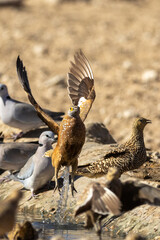 Wall Mural - Burchell's sandgrouse (Gevlekte sandpatrys) (Pterocles burchelli) in flight at Kij Kij in the Kgalagadi Transfrontier Park in the Kalahari