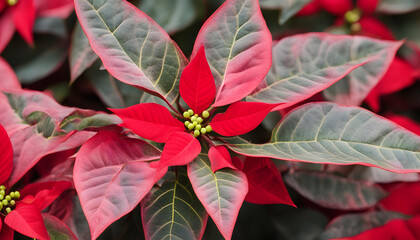 Wall Mural - Closeup of a  poinsettia red flowers 