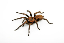 Braune Falltürspinne // Funnel-web Trapdoor Spider (Acanthogonatus Francki) - Chile