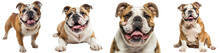 Happy English Bulldog Collection (standing, Lying, Portrait, Sitting) Isolated On A White Background, Dog Bundle