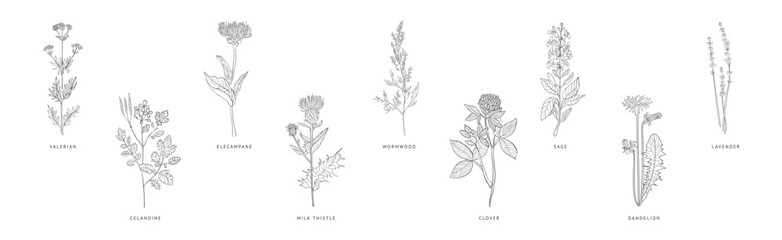 Wall Mural - Medical Herbs and Plant Hand Drawn on Stem with Latin Names Vector Set