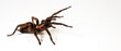Braune Falltürspinne // Funnel-web trapdoor spider (Acanthogonatus francki) - Chile