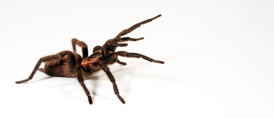 Poster - Braune Falltürspinne // Funnel-web trapdoor spider (Acanthogonatus francki) - Chile