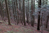 Fototapeta Tęcza - Las Iglasty, i drzewa  