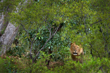 Wall Mural - Forest African lion in the nature habitat, green trees, Okavango delta, Botswana in Africa.