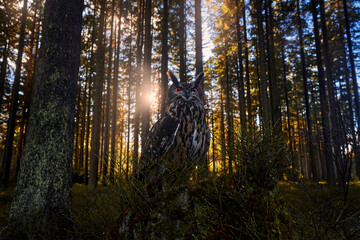 Autumn forest. Eurasian Eagle Owl, Bubo Bubo, sitting on the tree trunk, wildlife photo with wide angle lens, forest habitat, Germany. Bird  with trees, green nature.