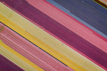 Wall Mural - aerial overhead shot of colorful stripes of tulips and hyacinths