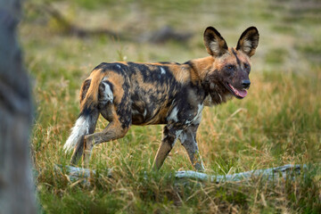 Wall Mural - African wild dog, Lycaon pictus, detail portrait open muzzle, Mana Pools, Zimbabwe, Africa. Dangerous spotted animal with big ears. Hunting painted dog on African safari. Wildlife scene from nature.