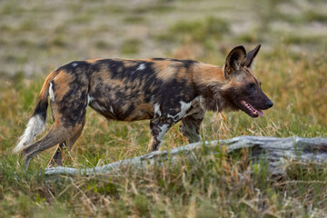 Wall Mural - African wild dog, Lycaon pictus, detail portrait open muzzle, Mana Pools, Zimbabwe, Africa. Dangerous spotted animal with big ears. Hunting painted dog on African safari. Wildlife scene from nature.