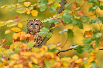 Wall Mural - Owl, autumn wildlife. Orange leaves with bird. Tawny owl hidden in the fall wood, sitting on tree trunk in forest habitat, Germany, Europe nature.
